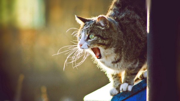 мартовские котики