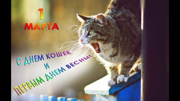 с днем кошек