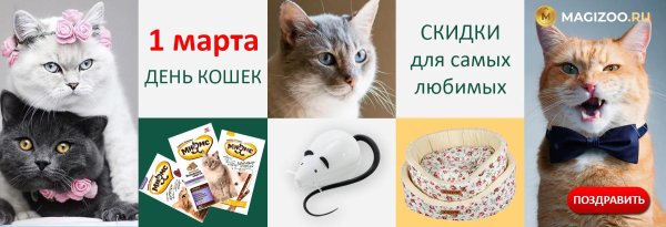 день кошки
