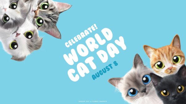 international cat day
