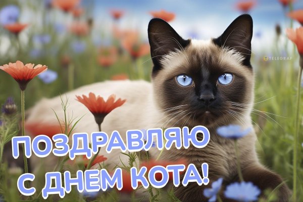 сиамская кошка