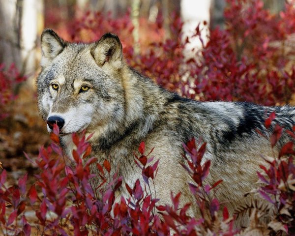 красивые волки