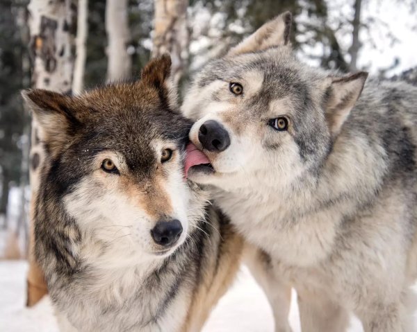 влюбленные волки