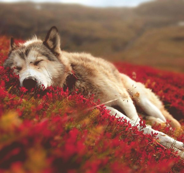 красивые волки