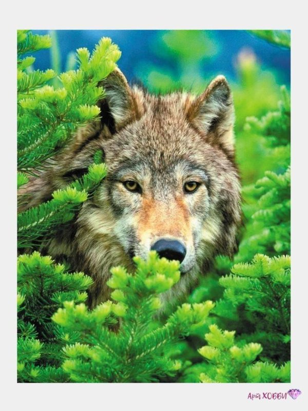 красивые волки