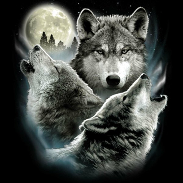 волки красивые