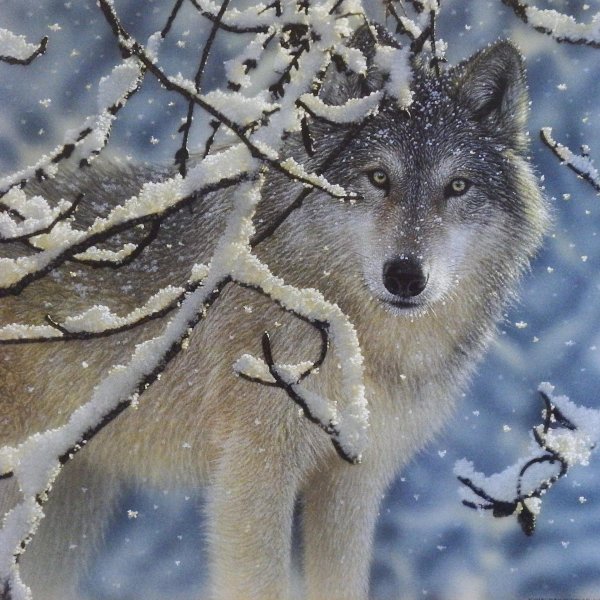 коллин богл