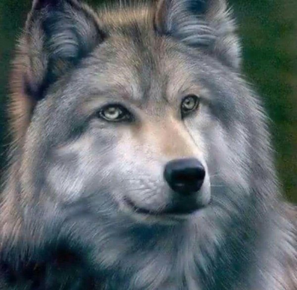 серые волки