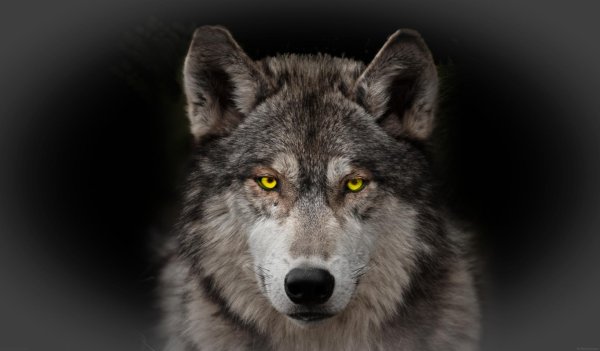 взгляд волка