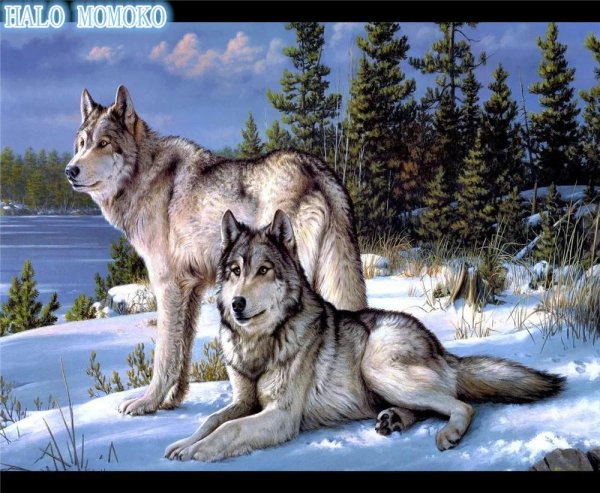 картины волка