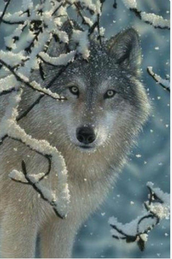 дикая природа от collin bogle