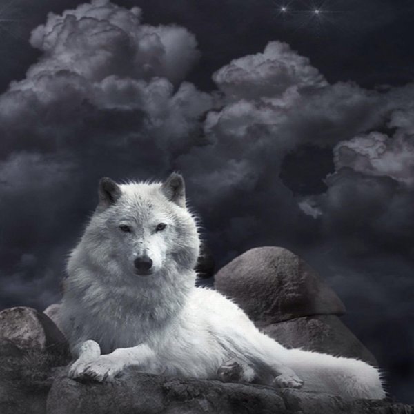 волчица белая