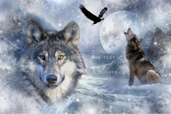 волки красивые