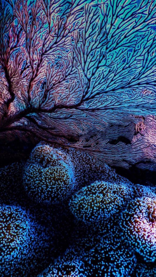 подводный мир кораллы