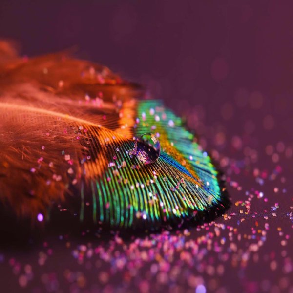 peacock feather