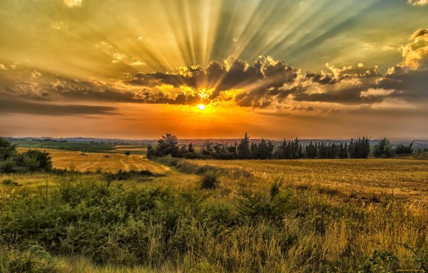 рассвет в поле