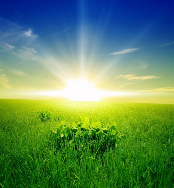 поле зеленое