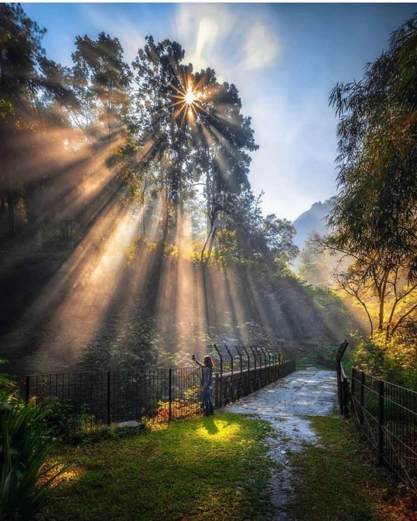 салманов утро в лесу