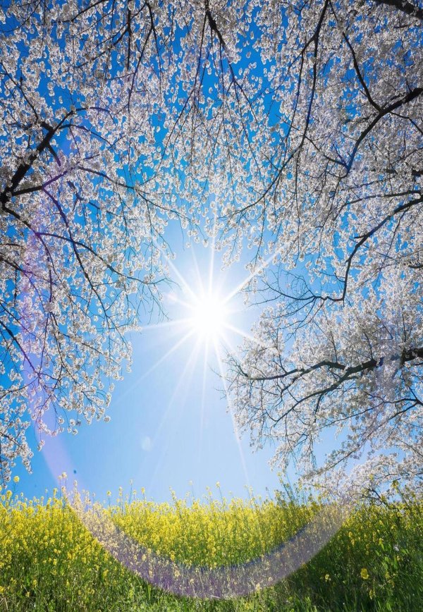 весенний солнечный день