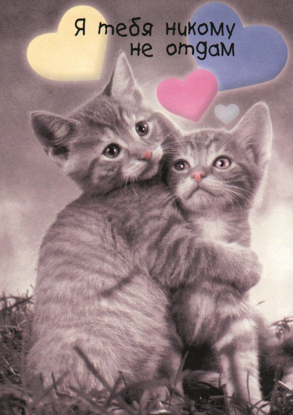 никому не отдам тебя