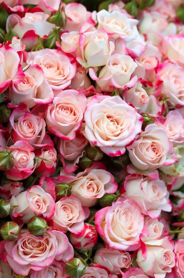 кустовая роза