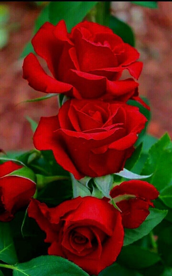 алый карсон роза