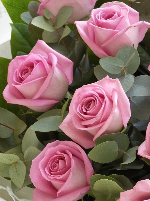 роза анабель