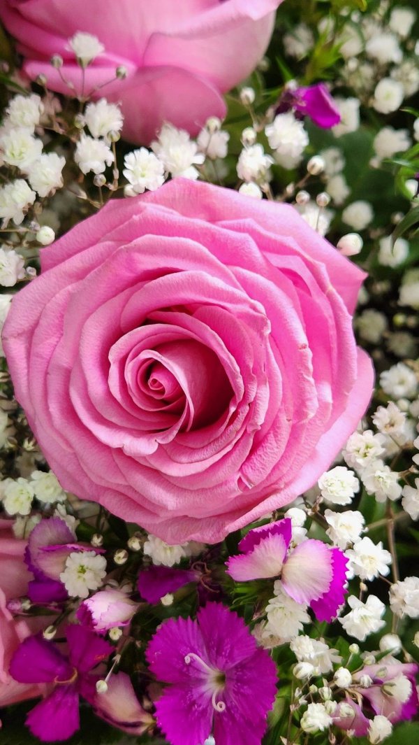 beautiful flowers and roses