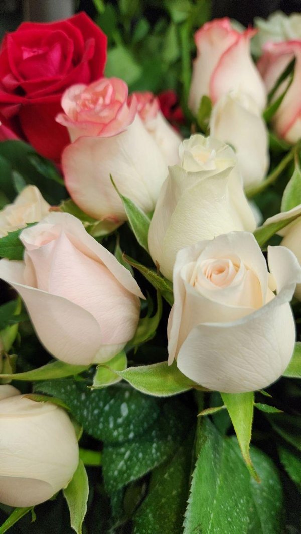 белые голландские розы