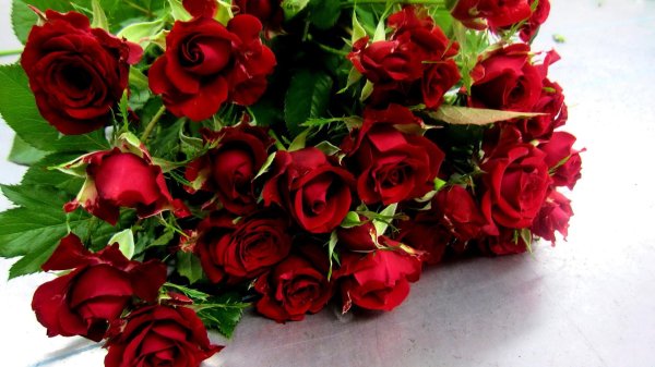 букет алых роз