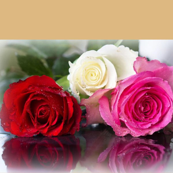 красивая открытка с розами