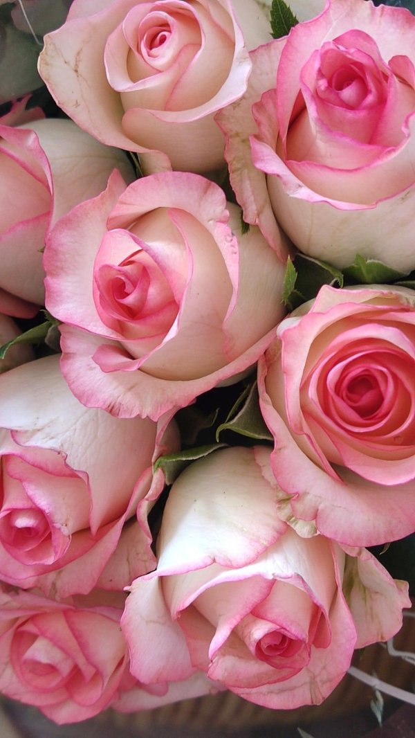 роза джумилия