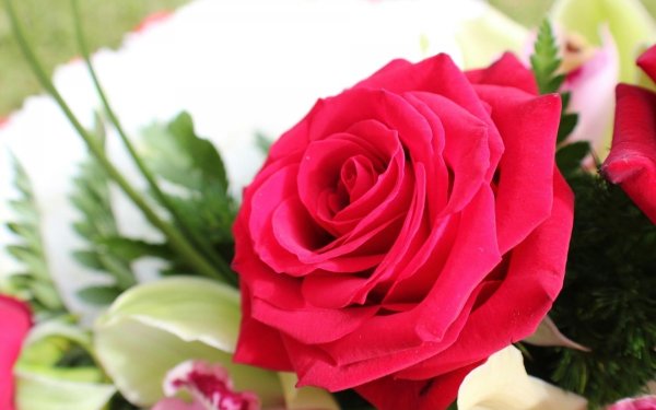 любимые розы