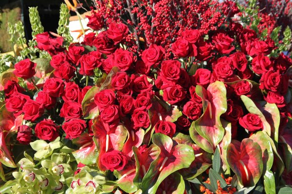 цветок антуриум