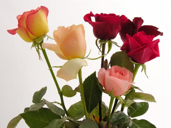 разные розы