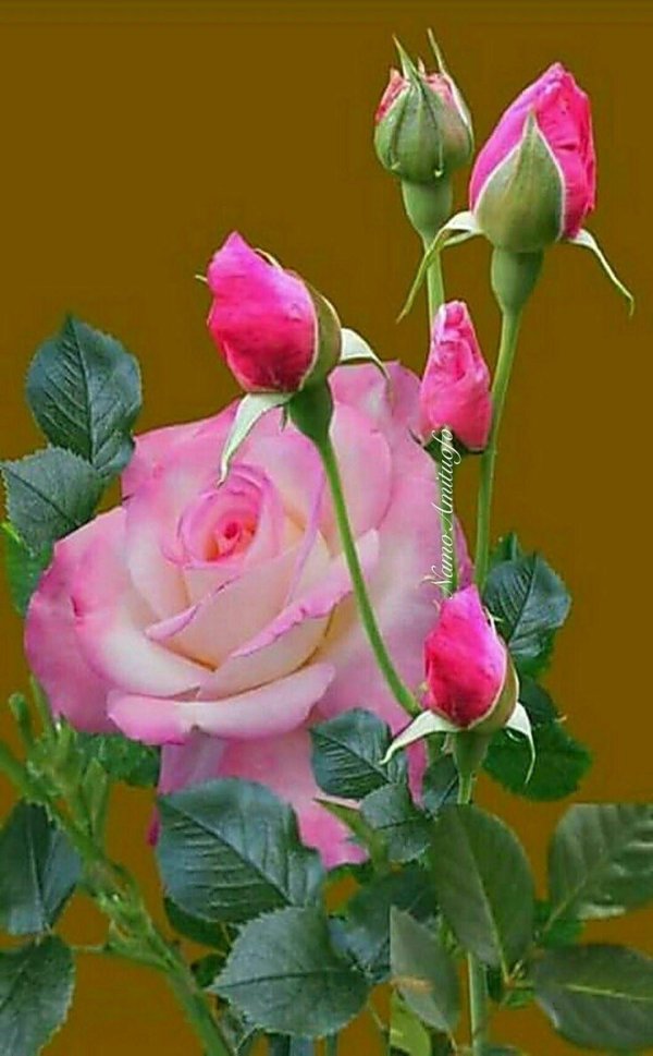 роскошные розы