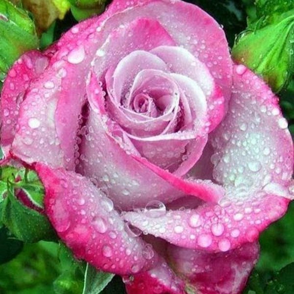 роза чайно гибридная парадайз