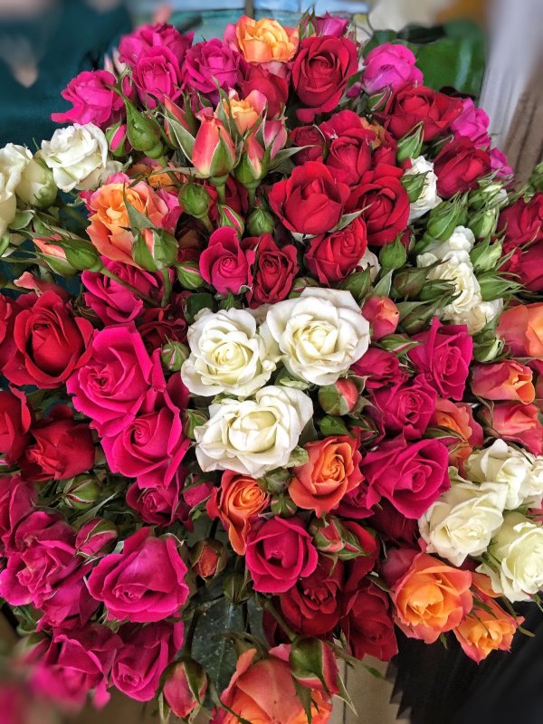 цветок роза