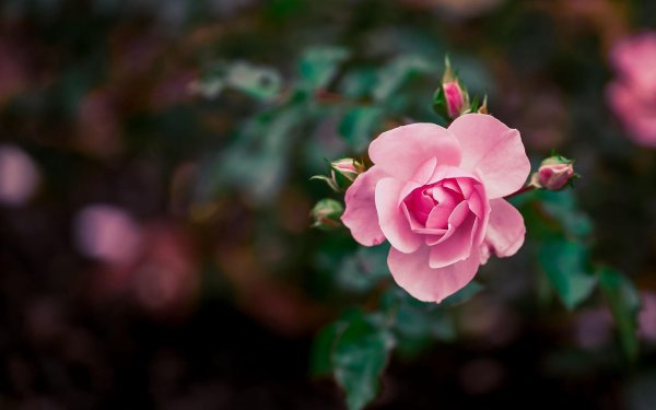 розовый бутон