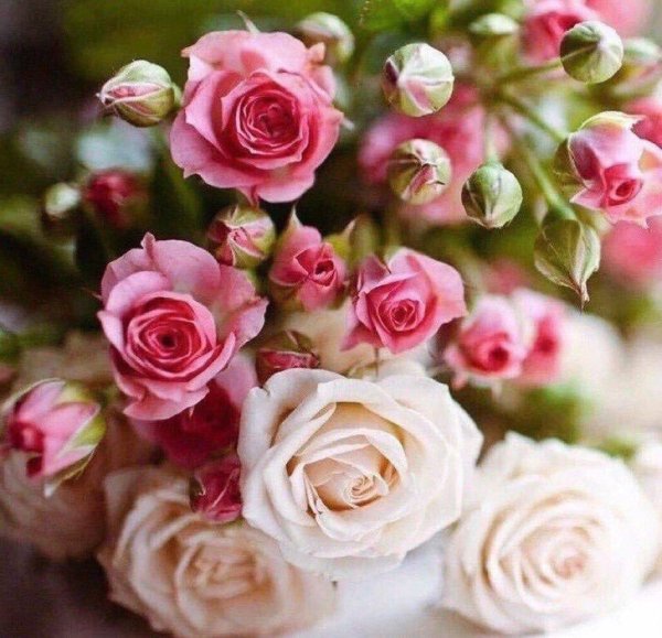 цветы маленькие розочки