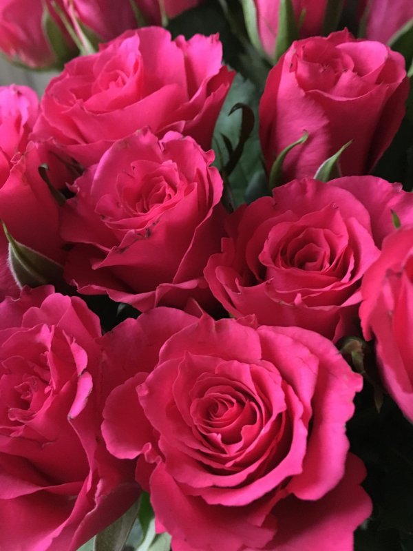 сорт роз пинк флойд