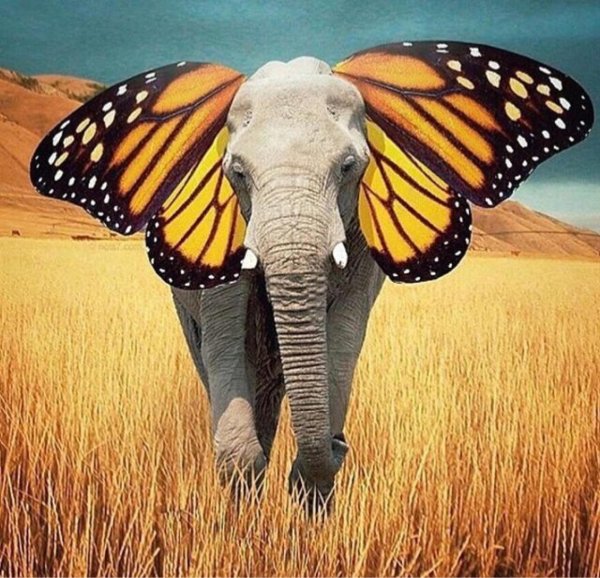 роберт янс robert jahns