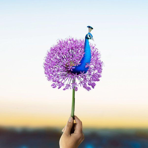 декоративный лук аллиум