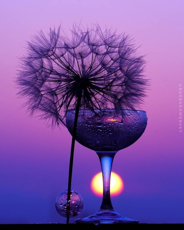 пурпурный одуванчик