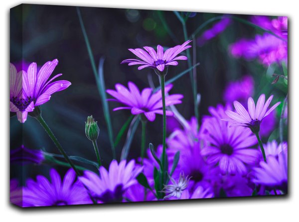 полевой цветок медовник сиреневый