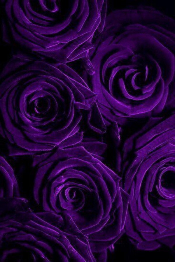 сиреневая роза