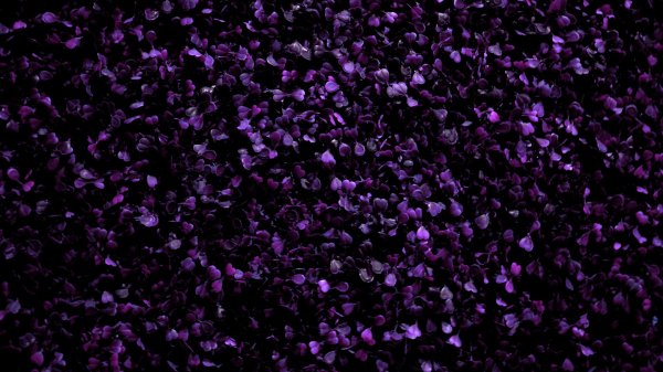 сиреневые цветы