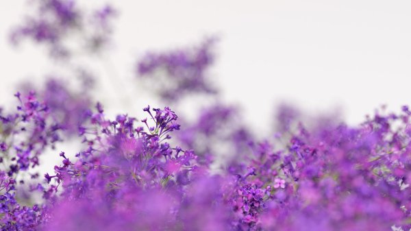 сиреневые фоны