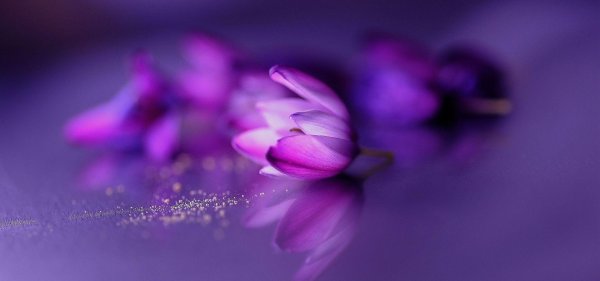фиолетовые цветки