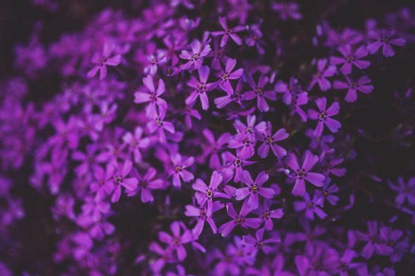 цветок фиолетового цвета